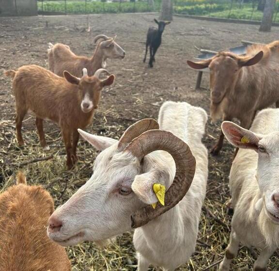 Bed and Breakfast Vecchio West