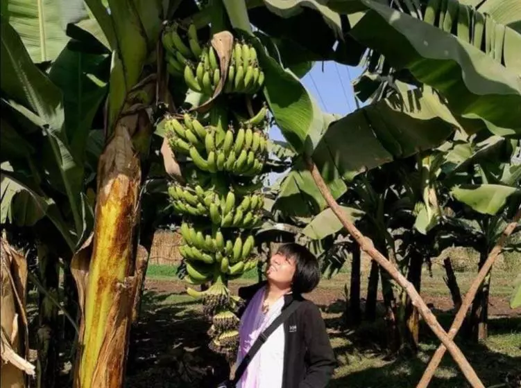 پانسیون Dream Garden Luxor