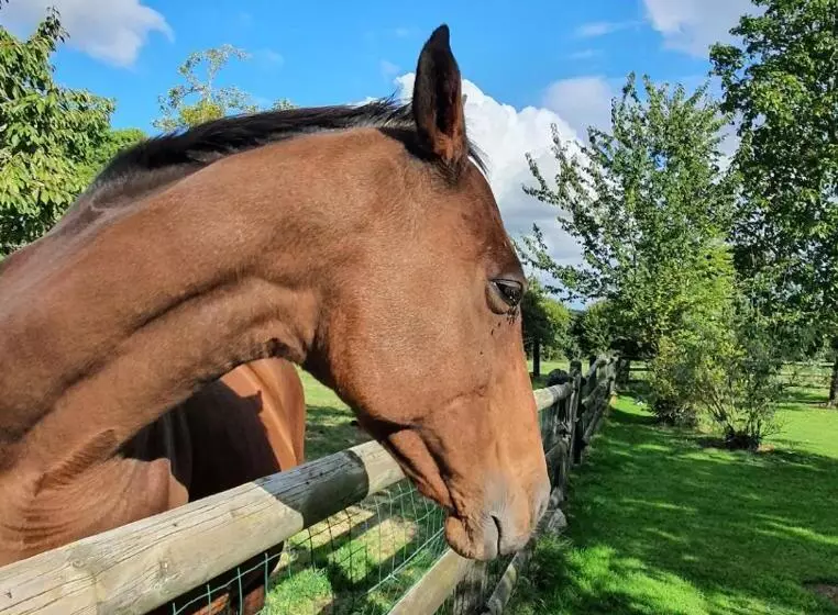 Aamiaismajoitus (B&B) Cottage De La Mare Aux Chèvres
