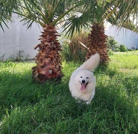 بنسيون Villa Il Cavaliere