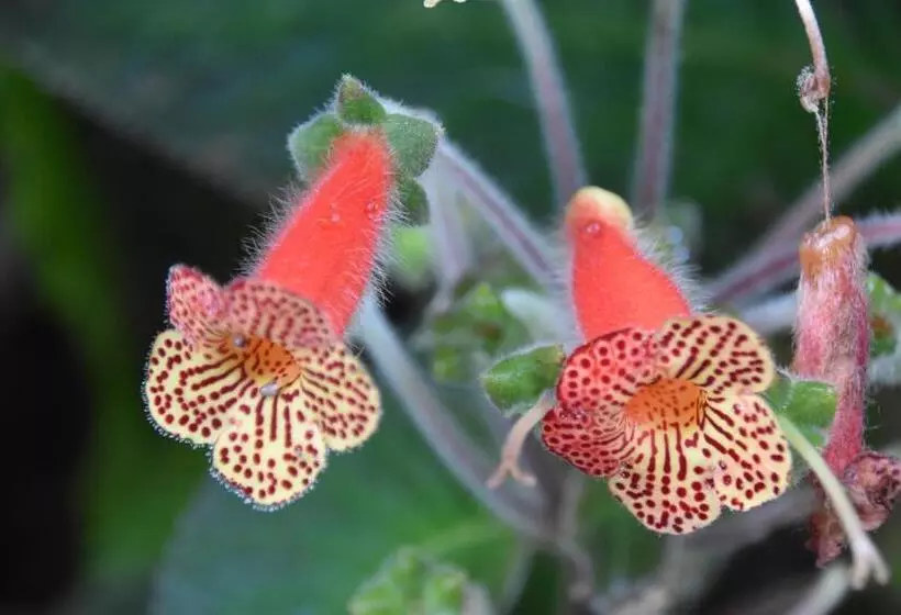 Hotelli Mindo Monasterium