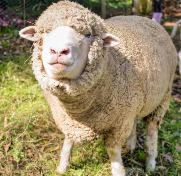 Отель Petana Farm Stay