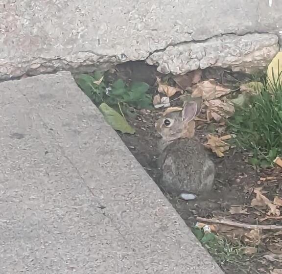 مبيت وإفطار Allison St Apartments