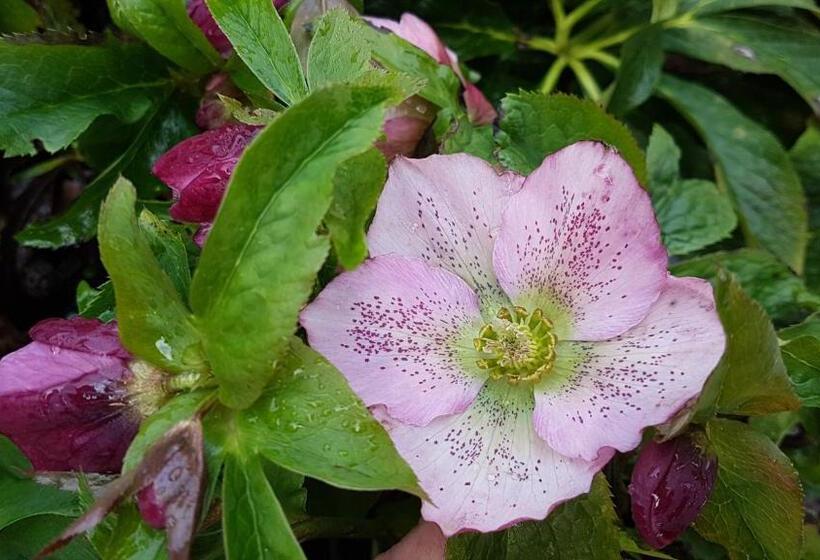 הוסטל Meix Gagnard