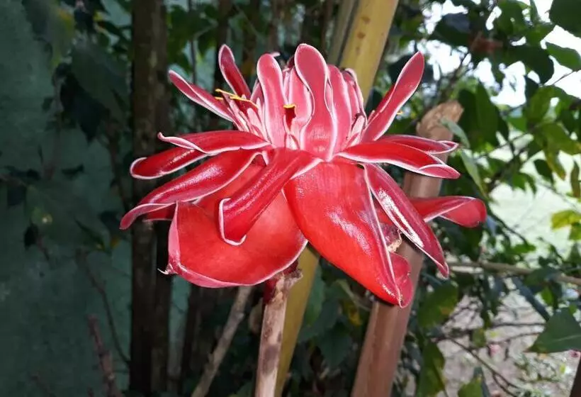 هاستل Pousada Ubatuba Itaguá