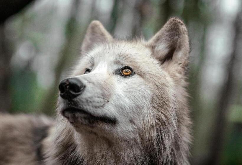 בית מלון כפרי Tree Inn   Das Baumhaus