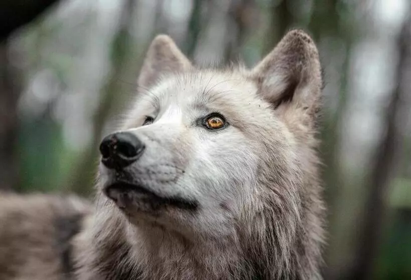 Hotelli Tree Inn   Das Baumhaus