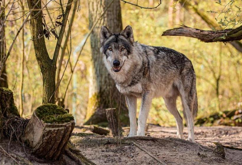 בית מלון כפרי Tree Inn   Das Baumhaus