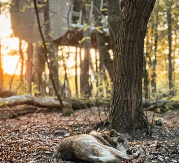 בית מלון כפרי Tree Inn   Das Baumhaus