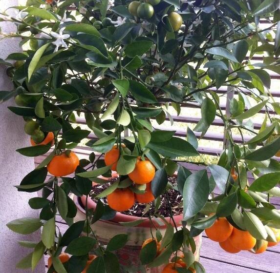 Пансион La Maison Bleue