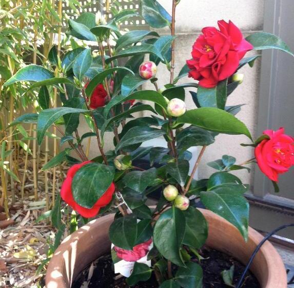 Пансион La Maison Bleue