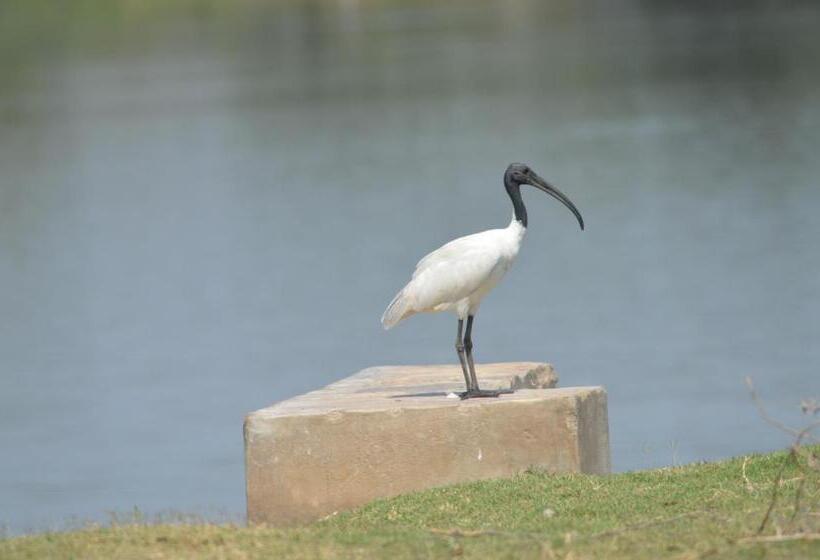 The Gaj Kesri Gir   Best Wildlife Resort In Gir