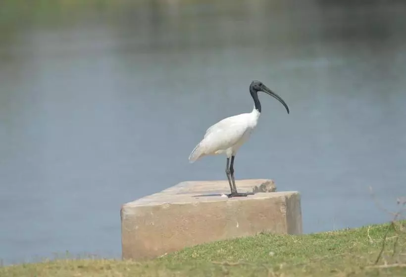 The Gaj Kesri Gir   Best Wildlife Resort In Gir