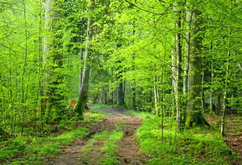 ペンション Sublime Forêt