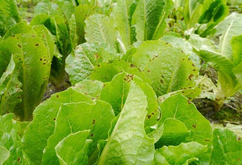 167 Original Farm B&b