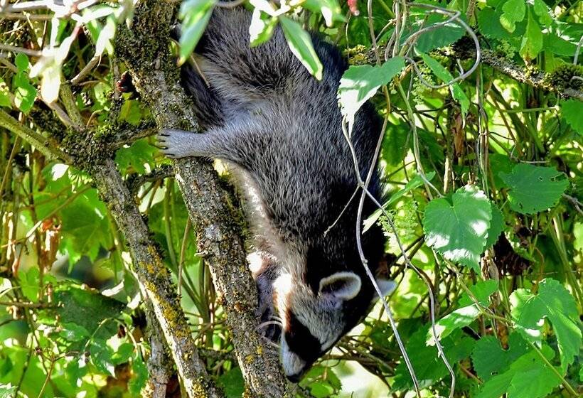 リゾートホテル Feriensiedlung Kiefernhain