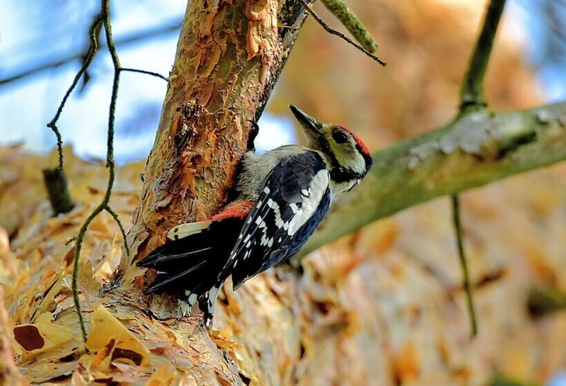 リゾートホテル Feriensiedlung Kiefernhain