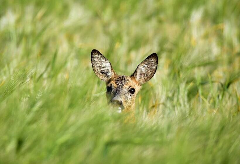 リゾートホテル Feriensiedlung Kiefernhain