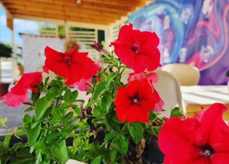 هتل Kompleksi Cfn Albania