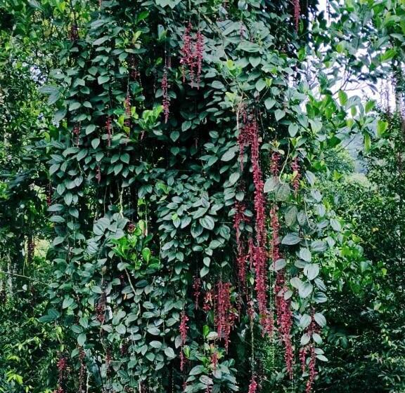 Hotelli Suryas Farm Stay