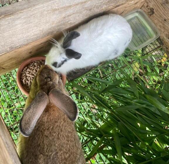 ペンション Sítio Dom Pedrito