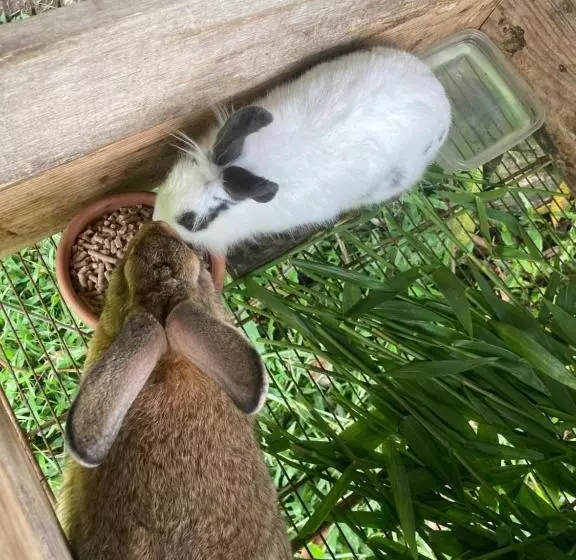 ペンション Sítio Dom Pedrito