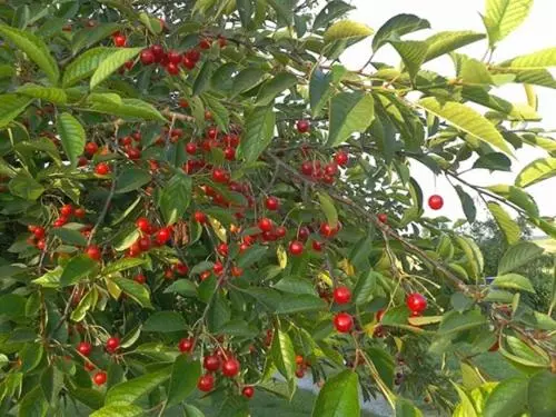 تختخواب و صبحانه Au Pré Du Moulin