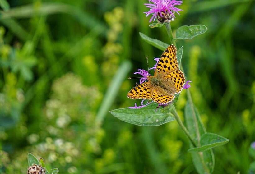 Sonnenhof Damnatz  Hotel Garni