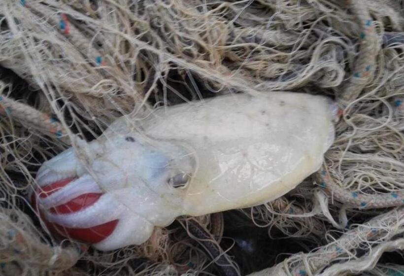 Отель Alba-gert