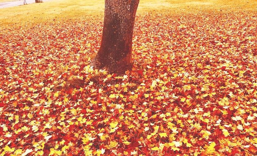 Bed and Breakfast Appi Life Is Beautiful