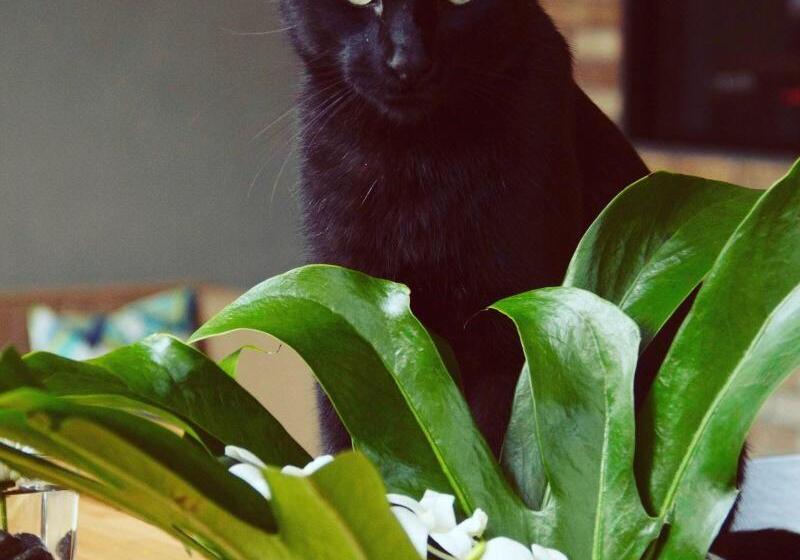 فندق The Frances Modern Inn