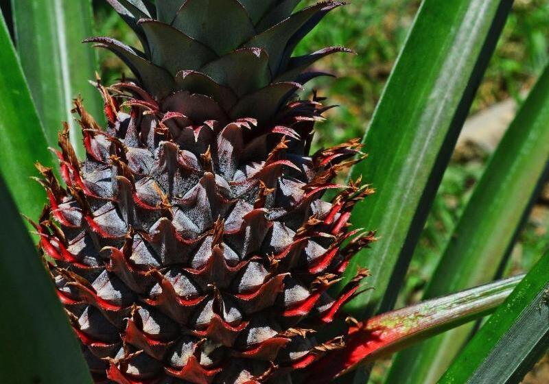 هتل Atmaland Resort