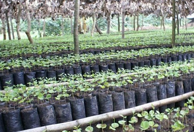 Szálloda Finca Santa Rosa