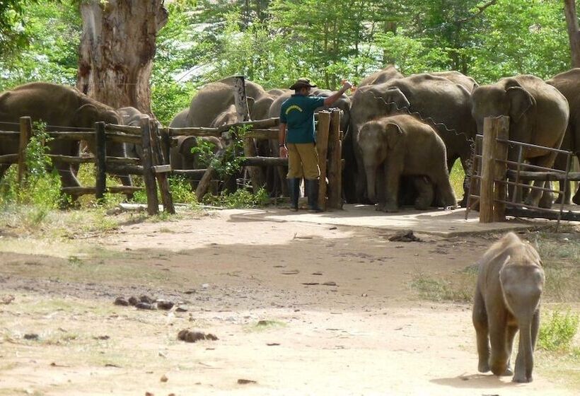 פנסיון Le Green Udawalawe Resort