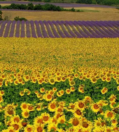 ベッドアンドブレックファースト Les Terrasses De Valensole