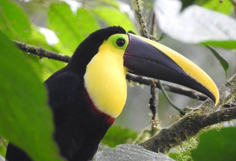 Biohostal Mindo Cloud Forest