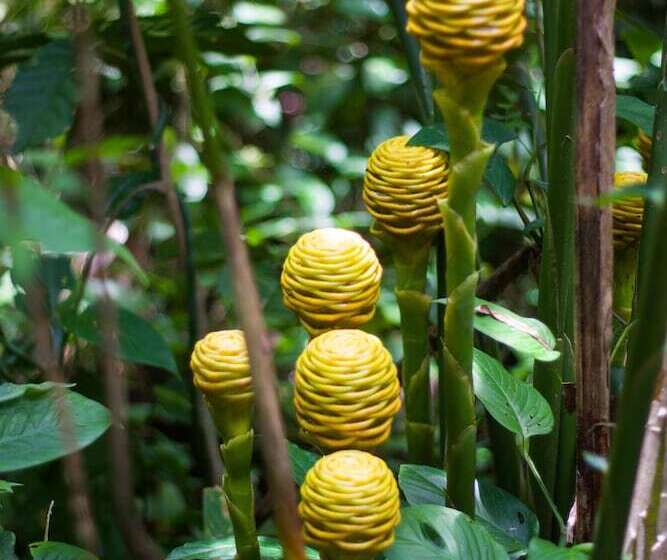 Отель Brisas Arenal