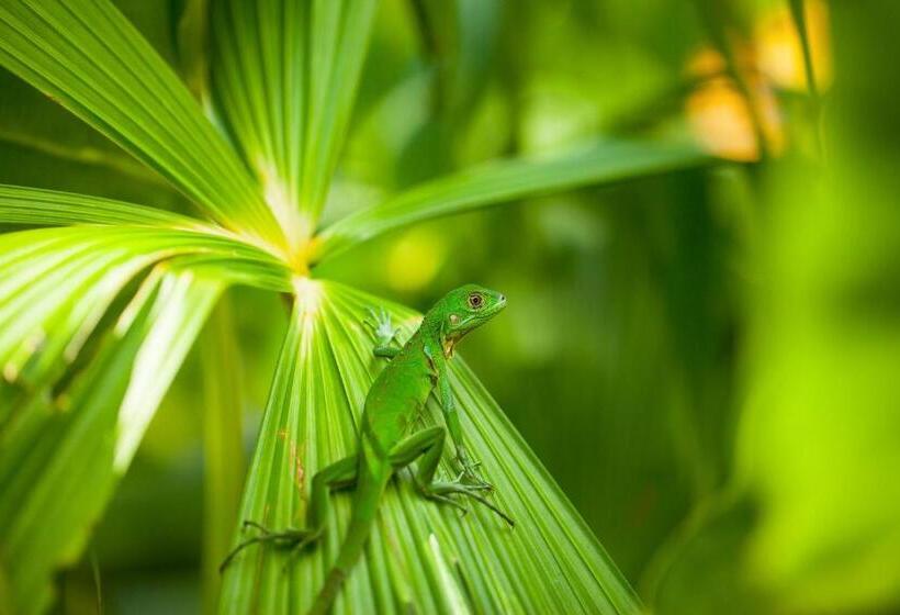 בית מלון כפרי Lapa Rios Lodge By Boena