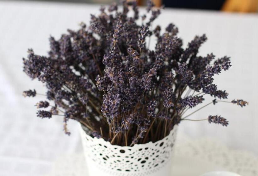 Bed and Breakfast Vila Meteor