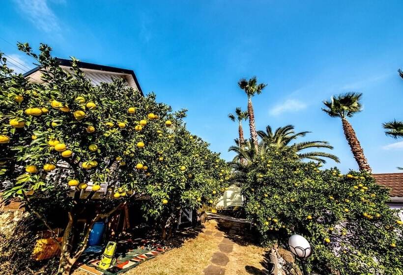 The May Of Jeju House Pension