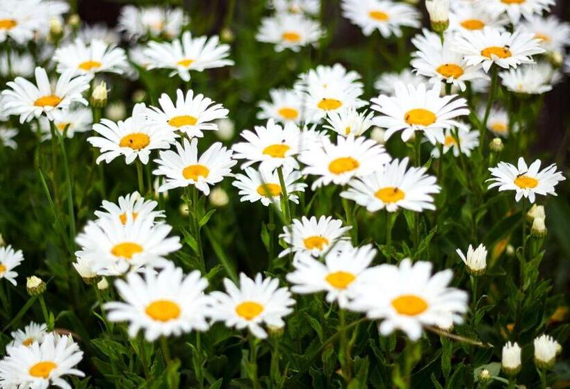 住宿加早餐  Manoir De Coulandon