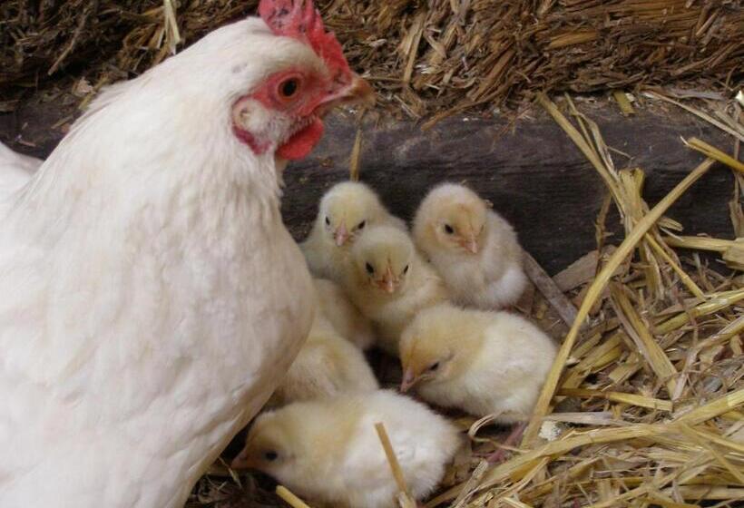 ベッドアンドブレックファースト Coddy's Farm