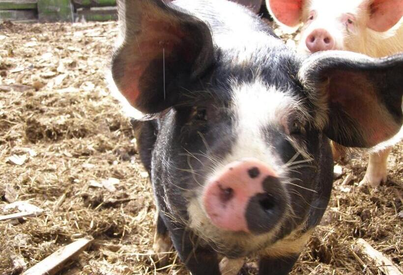 ベッドアンドブレックファースト Coddy's Farm