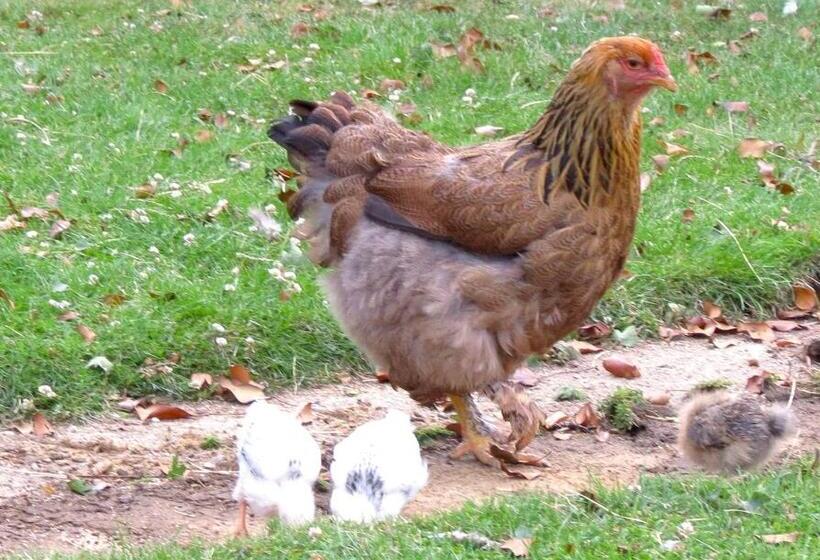 צימר Newmans Lodge