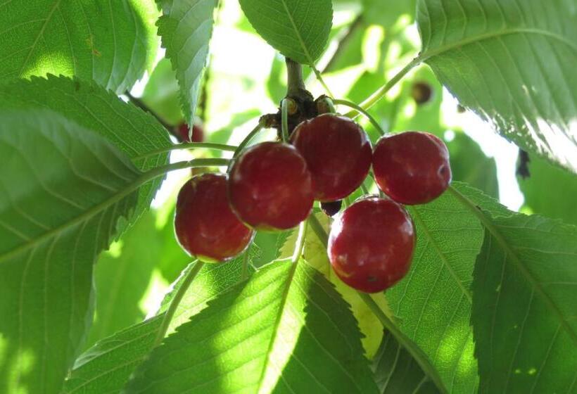 צימר Newmans Lodge