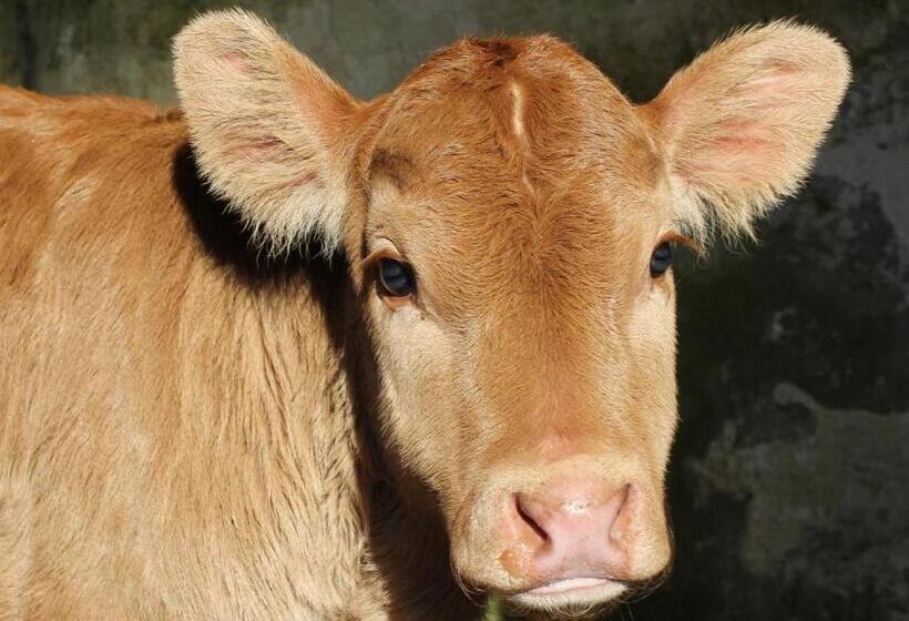 住宿加早餐 Torcastle House