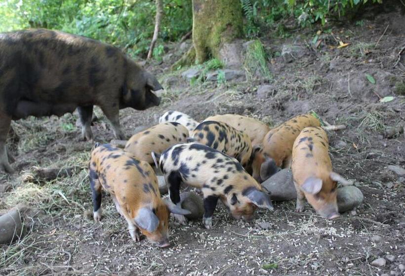 住宿加早餐 Torcastle House