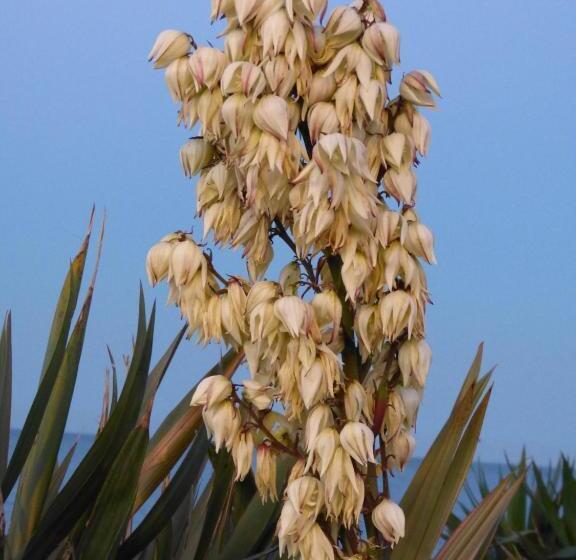 住宿加早餐 The Thornhill