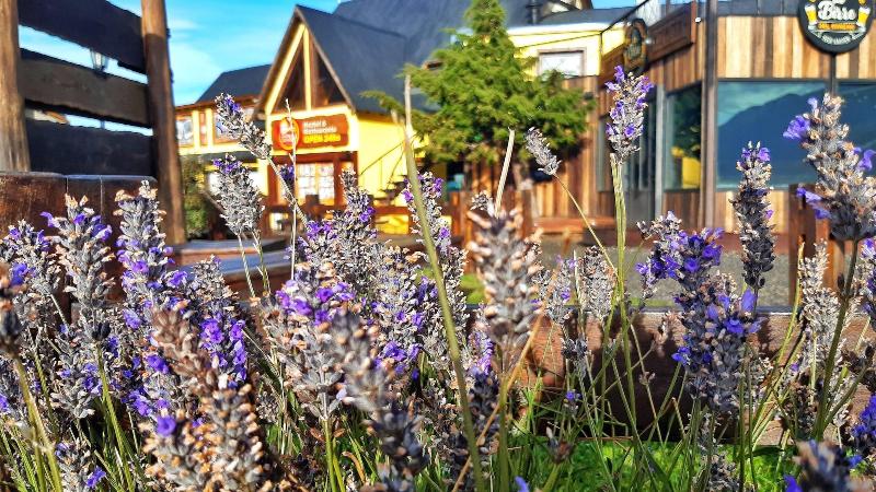 Rancho Grande Hostel