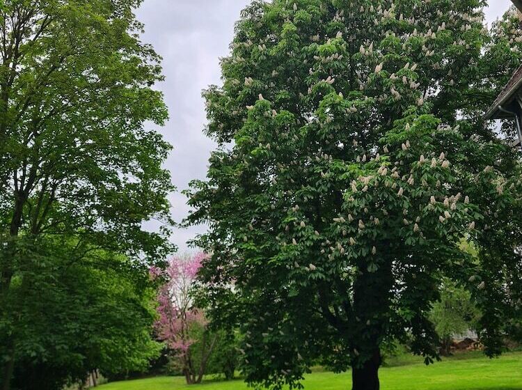 פנסיון Demeure Du Saule Madame